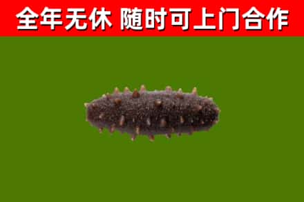 丹凤烟酒回收干海参.jpg